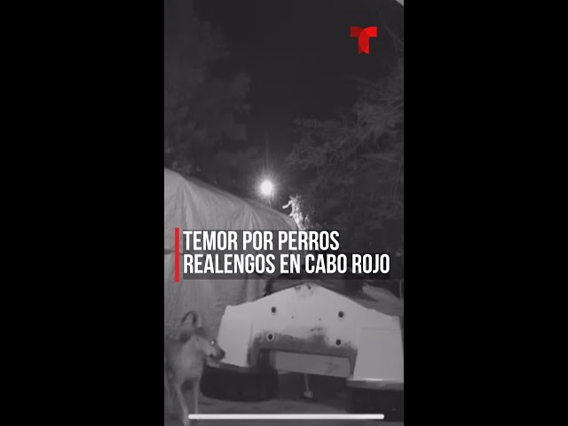 Temor en Cabo Rojo por perros violentos y realengos