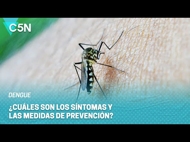 DENGUE: ¿Cuáles son los SÍNTOMAS y las MEDIDAS de PREVENCIÓN?