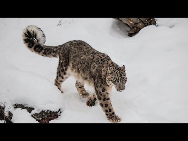 Snow leopard's hunt captured on camera in NW China's Xinjiang