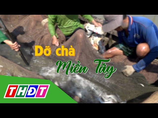 Dỡ chà miền Tây | Hương vị quê nhà - 6/1/2024 | THDT