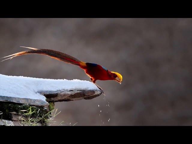 Golden pheasants spotted foraging in snow in Henan national park