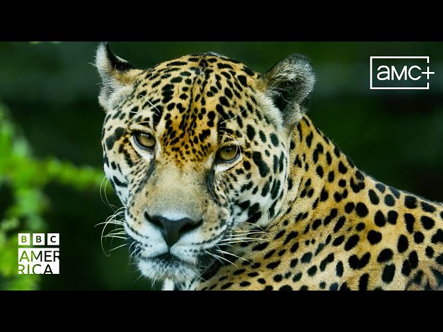 Protecting The Lungs Of Our Planet  Our Planet Earth | BBC America