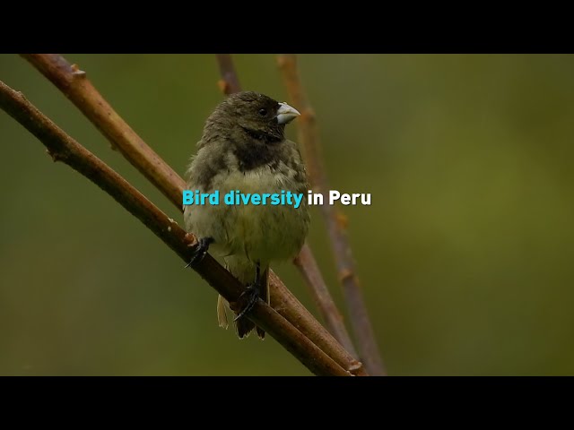 Bird diversity in Peru