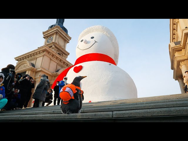 Live: Giant snowman makes annual appearance in northeast China's Harbin – Ep. 9