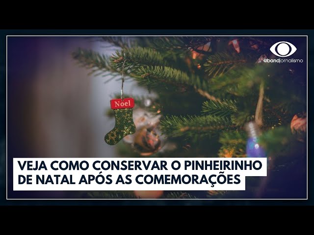 Veja como conservar o pinheirinho de Natal após as comemorações I Jornal da Band