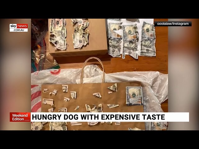 Dog eats thousands of dollars in cash