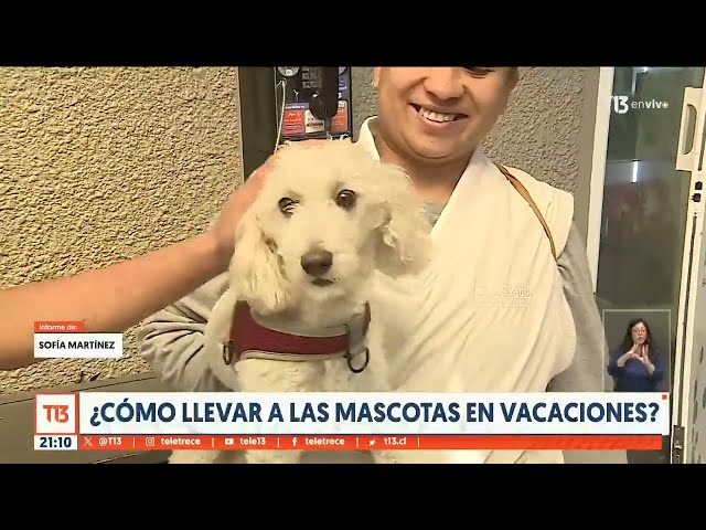 ¿Cómo llevar mascotas en vacaciones?