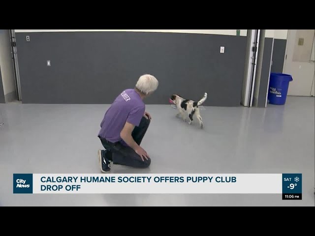 Calgary Humane Society offers puppy club drop off