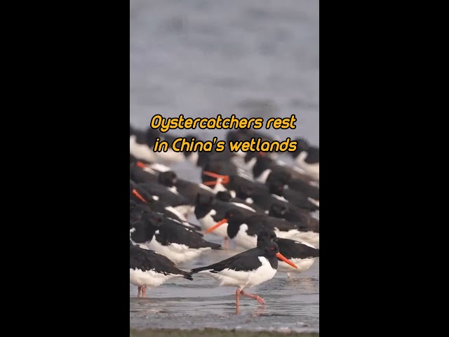 Thousands of oystercatchers resting in E China wetlands