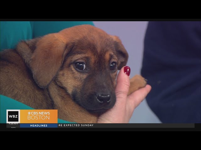 Pet Parade: MSPCA-Angell