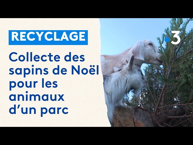 Collecte de sapins de Noël pour les animaux du Parc Du Coq à l’âne dans les Deux-Sèvres