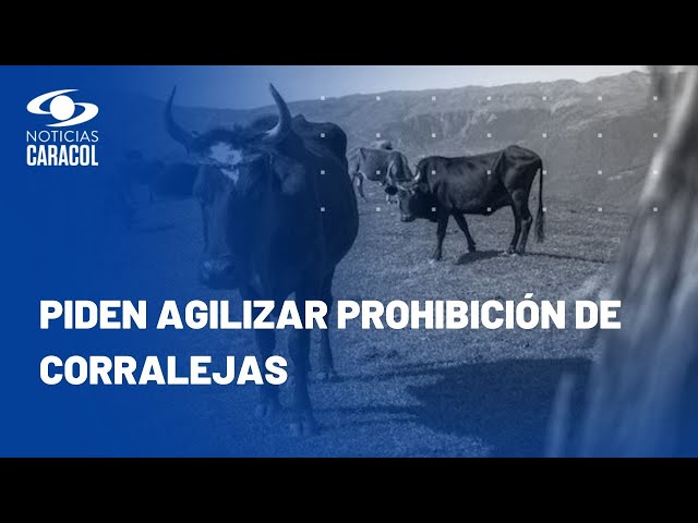 Maltrato animal en corralejas de Caucasia: toro fue golpeado y apuñalado