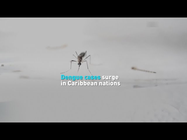 Dengue cases surge in Caribbean nations