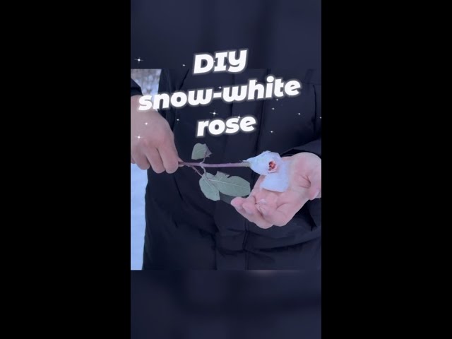 Creative DIY idea: making snow-white rose