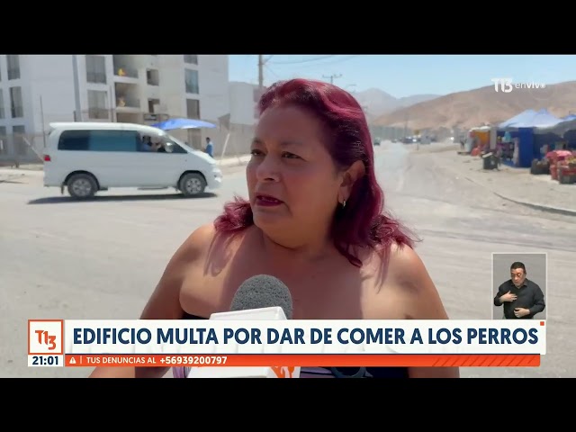 Edificio en Alto Hospicio multa por dar de comer a los perros