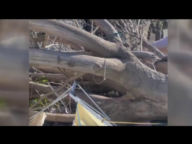 Tree falls on girl at Melrose flea market