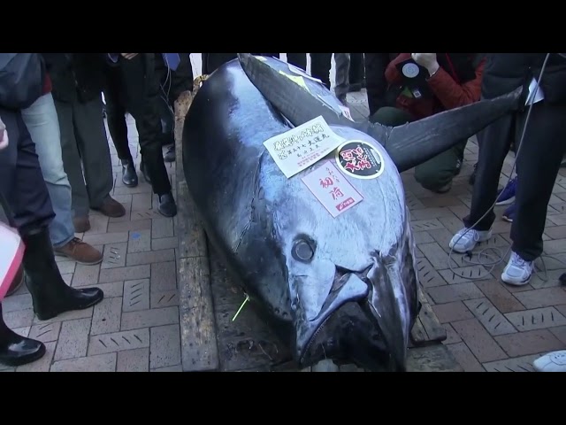 Pagaron 789 mil dólares por un atún rojo en Tokio