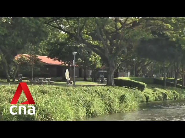 ⁣NParks conducting research on how rising wind speed affects Singapore's flora, fauna