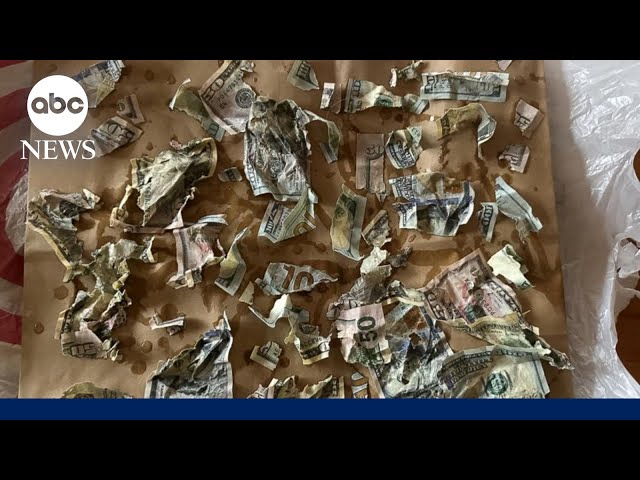 Dog eats thousands of dollars of his owners' money