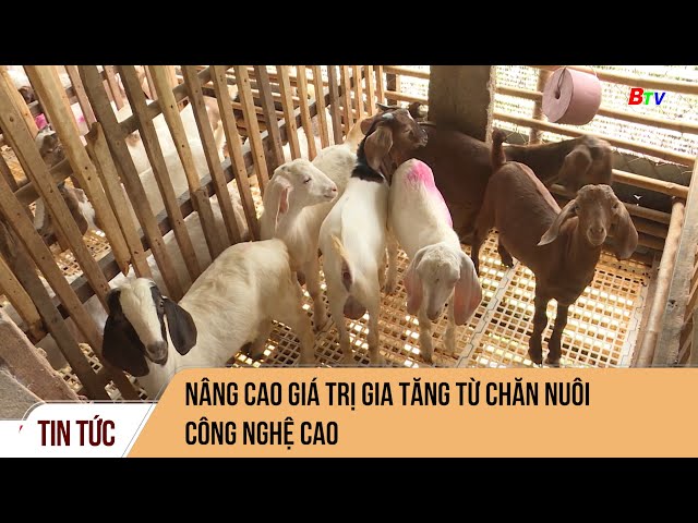 Nâng cao giá trị gia tăng từ chăn nuôi công nghệ cao