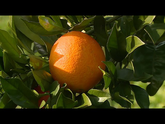 Béarn, les oranges de Cuqueron