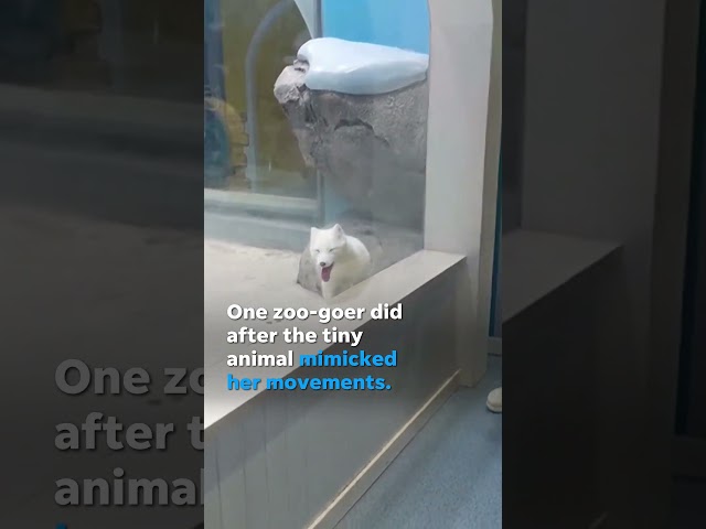 Arctic fox mimics human's movements, dances with her at zoo #Shorts