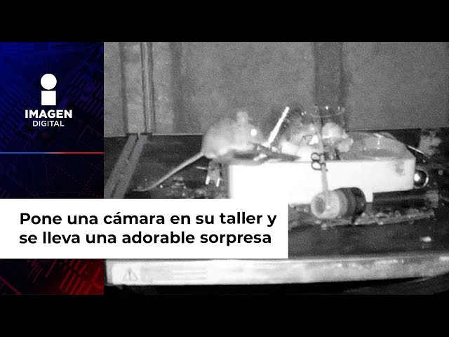 Cámara capta el adorable momento en el que un ratoncito limpia el cobertizo de un abuelito