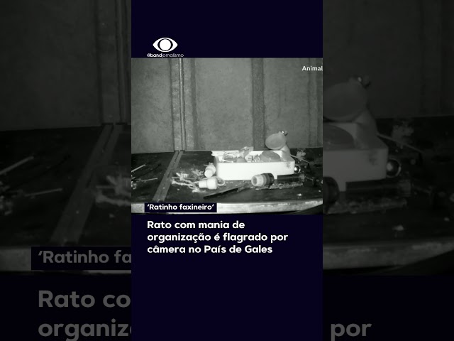 'Ratinho faxineiro' é flagrado arrumando itens no País de Gales #shorts