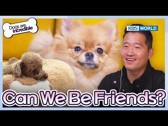 Can We Be Friends?  [Dogs are incredible : EP.201-1] | KBS WORLD TV 240109