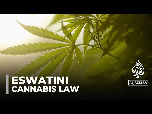 Eswatini cannabis trade: Government considers legalising cannabis farming