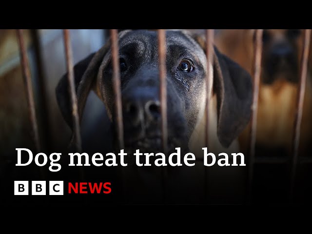 South Korea passes law banning dog meat trade | BBC News