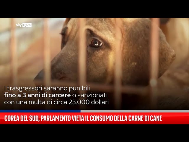 Corea del Sud, Parlamento vieta consumo della carne di cane