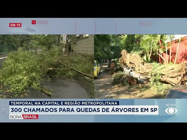 Forte chuva provoca queda de árvores e falta de luz em SP