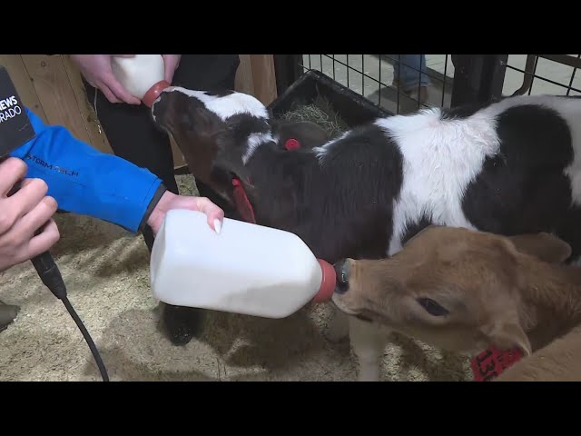 FFA officer introduces CBS Colorado viewers to 2 calves at the stock show