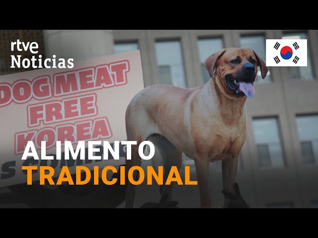 COREA DEL SUR: APRUEBA PROHIBIR el COMERCIO y CONSUMO HUMANO de CARNE de PERRO para 2027 | RTVE