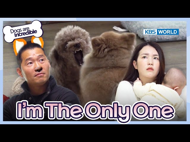 I’m The Only One  [Dogs are incredible : EP.201-2] | KBS WORLD TV 240109