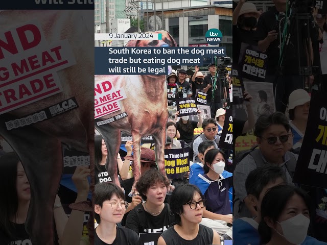 South Korea to ban dog meat trade but eating dog meat will still be legal #itvnews #uk #southkorea