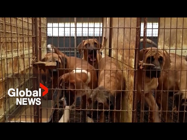 South Korea bans selling dog meat for consumption, ending controversial practice