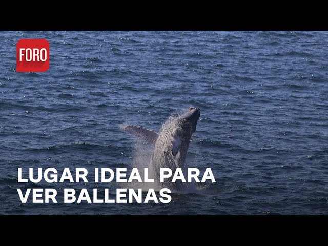 Temporada de avistamiento de ballenas en costas de Oaxaca - Expreso de la Mañana