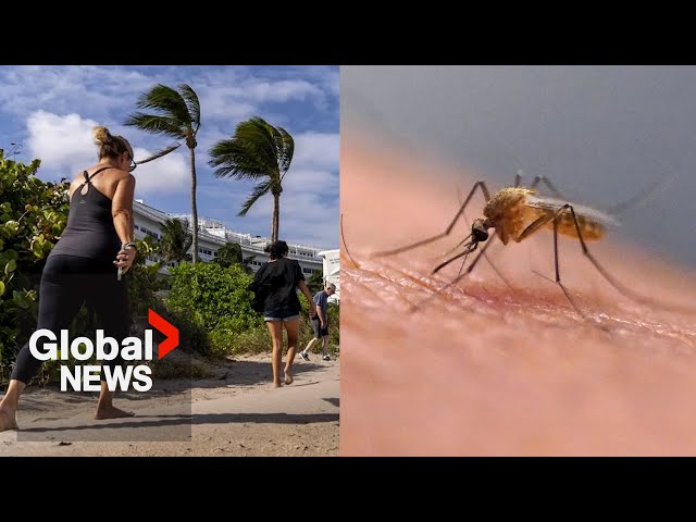 Dengue fever: Travelers looking to escape Canada’s winter warned of increased risk