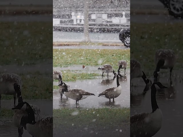 A stunning look at the snowy conditions in Chicago today