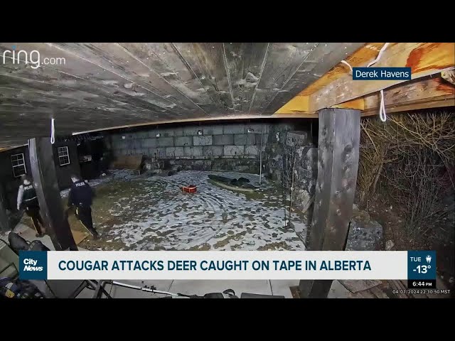 Caught on tape: Cougar attacks deer in backyard of Alberta home