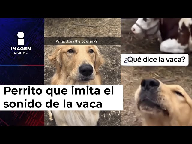 Perrito se vuelve viral por creerse una vaca; ¡sabe mugir!