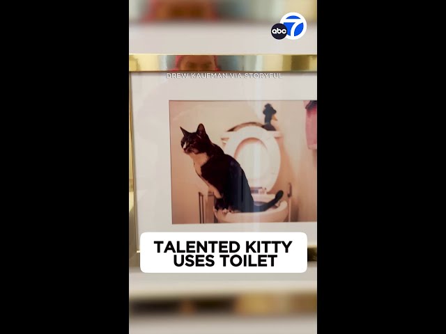 Courtney the cat masters human toilet