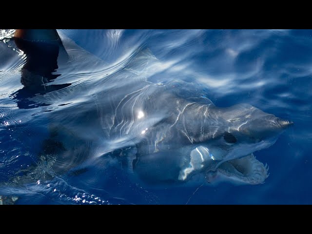 Young fisherman's encounter with mako shark