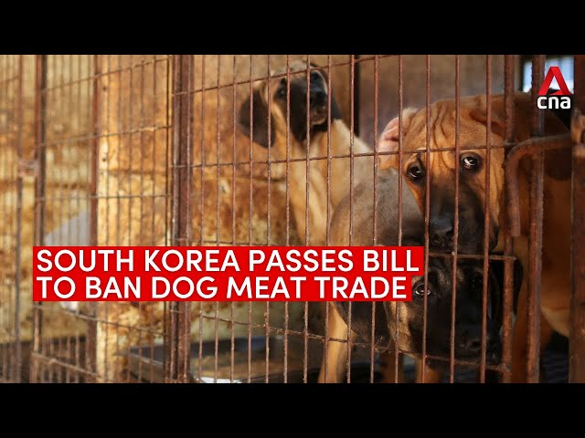 South Korea passes Bill banning dog meat trade