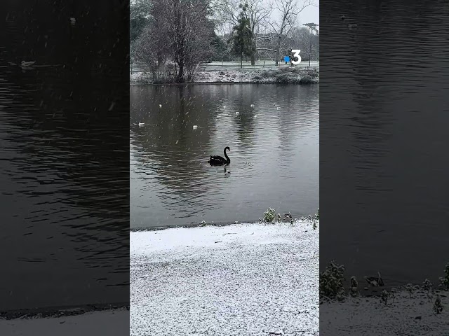 Les premiers flocons sont tombés ce matin sur Bordeaux.