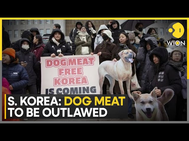 South Korea endorses bill to ban breeding, slaughtering of dogs | Latest English News | WION