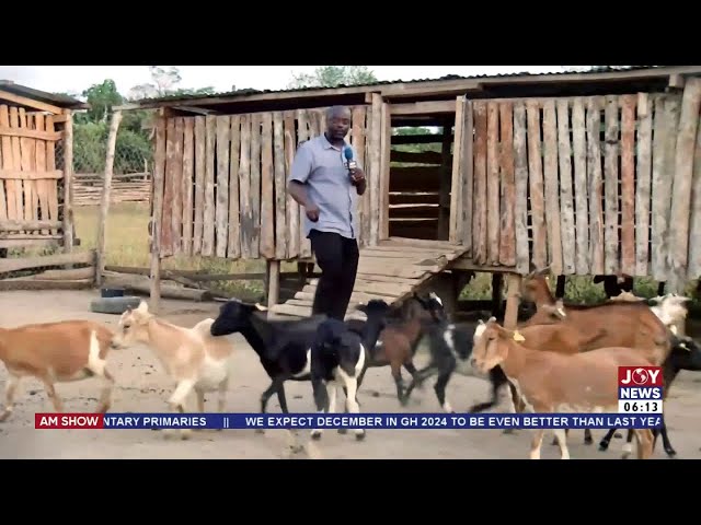 The saga of goat rearing and Berekum gods: Traditional leaders react | AM News