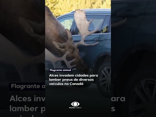 Alces invadem cidades para lamber pneus de veículos, no Canadá #shorts